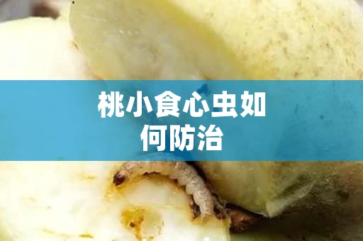 桃小食心虫如何防治