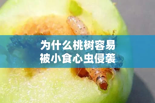 为什么桃树容易被小食心虫侵袭