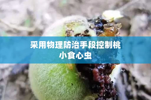采用物理防治手段控制桃小食心虫