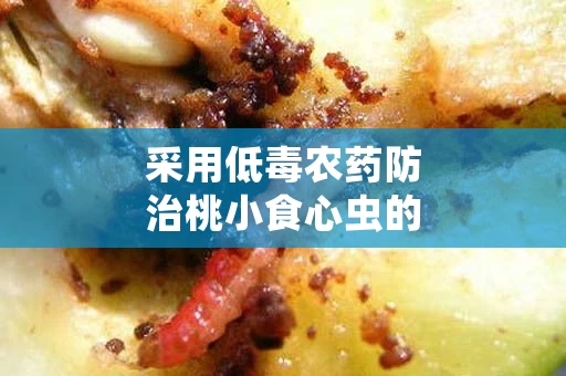 采用低毒农药防治桃小食心虫的有效性