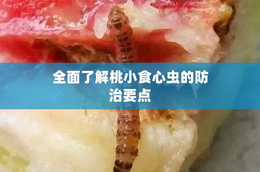 全面了解桃小食心虫的防治要点
