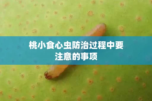 桃小食心虫防治过程中要注意的事项
