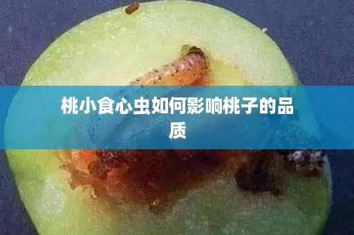 桃小食心虫如何影响桃子的品质