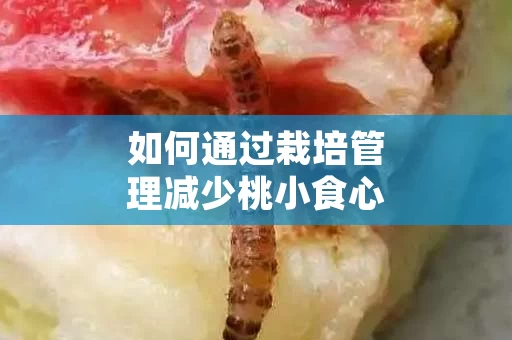 如何通过栽培管理减少桃小食心虫