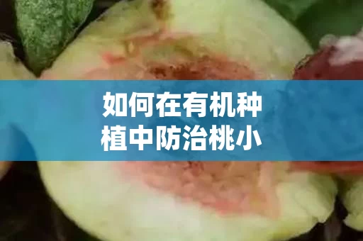 如何在有机种植中防治桃小食心虫