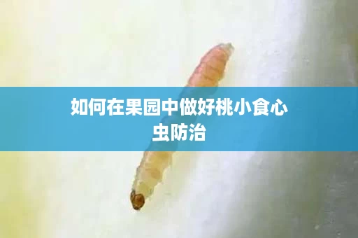 如何在果园中做好桃小食心虫防治