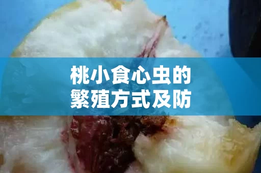 桃小食心虫的繁殖方式及防治策略