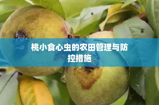 桃小食心虫的农田管理与防控措施