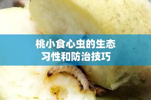 桃小食心虫的生态习性和防治技巧