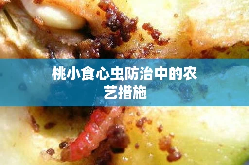 桃小食心虫防治中的农艺措施