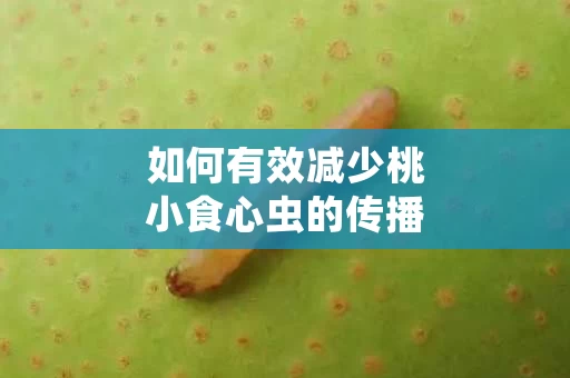 如何有效减少桃小食心虫的传播途径
