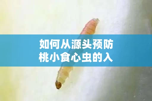 如何从源头预防桃小食心虫的入侵