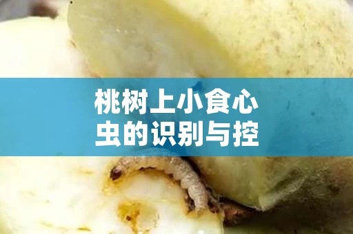 桃树上小食心虫的识别与控制方法