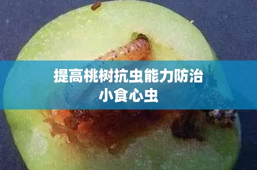提高桃树抗虫能力防治小食心虫