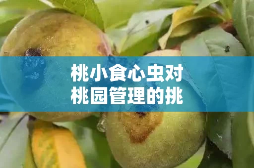 桃小食心虫对桃园管理的挑战