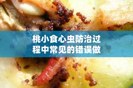 桃小食心虫防治过程中常见的错误做法