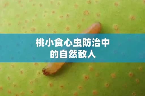 桃小食心虫防治中的自然敌人