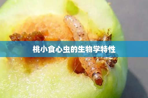 桃小食心虫的生物学特性