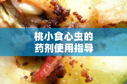 桃小食心虫的药剂使用指导