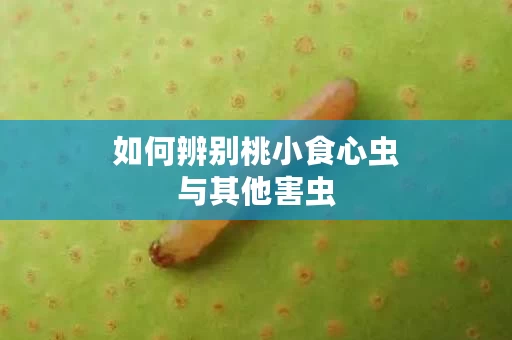 如何辨别桃小食心虫与其他害虫