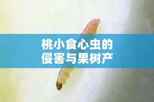 桃小食心虫的侵害与果树产量的关系