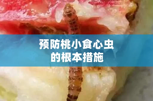 预防桃小食心虫的根本措施