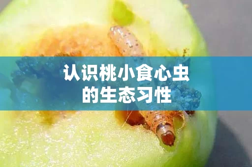 认识桃小食心虫的生态习性