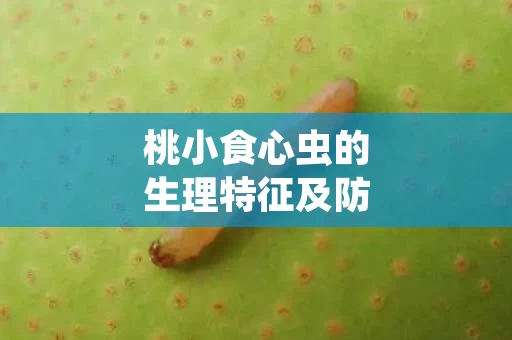 桃小食心虫的生理特征及防治方法