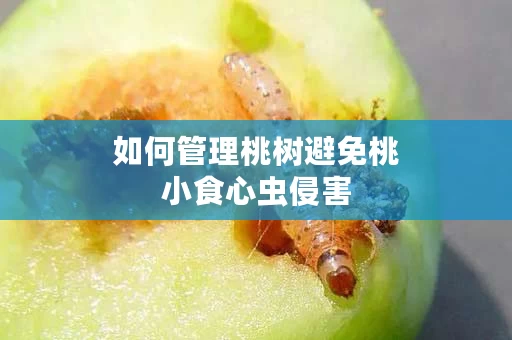 如何管理桃树避免桃小食心虫侵害