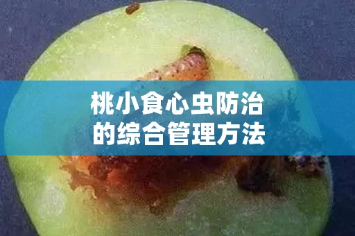 桃小食心虫防治的综合管理方法
