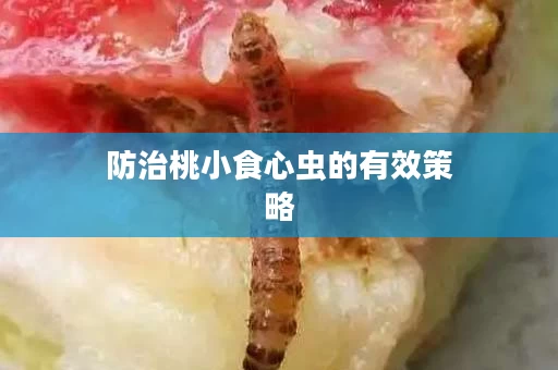 防治桃小食心虫的有效策略