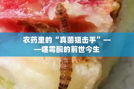 农药里的“真菌狙击手”——噻霉酮的前世今生